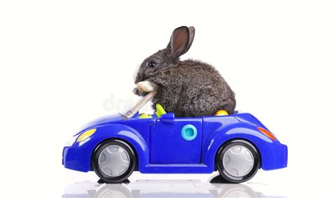 Rabbit Driving Car Stock Photos Free And Royalty Free Stock Photos From