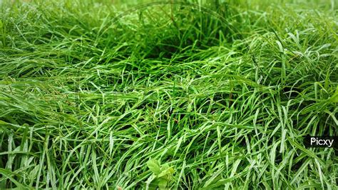 Image Of Cynodon Dactylon Doob Lawn Grass Green Ripe Scutch Grass