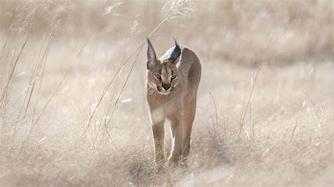 A Caracal On The Hunt For Prey Namibia Out In The Open Nowhere To