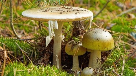 Death Cap Wild Mushrooms Poison 14 In California