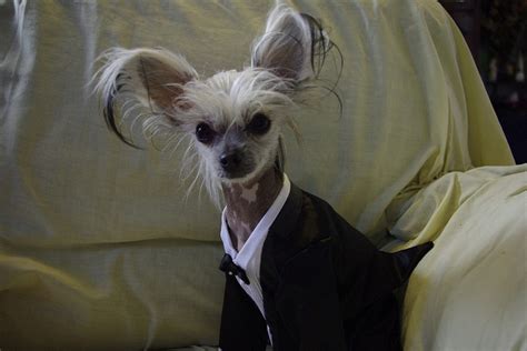 Chinese Crested Breed Profile Pets Adviser