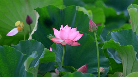 Lotus Flower In Vietnam Best Flower Site