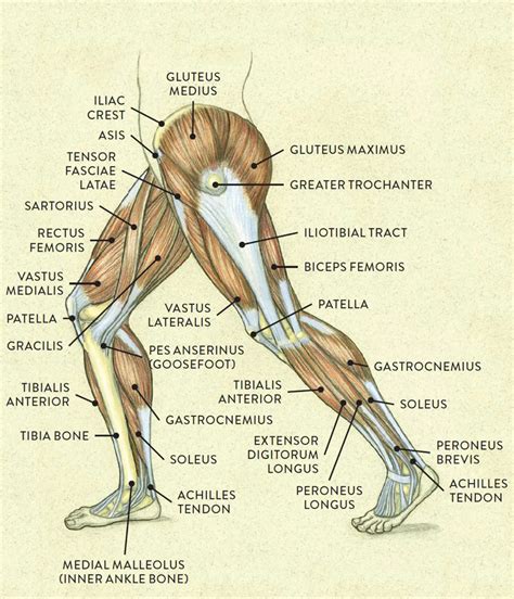 Upper Leg Muscles And Tendons Royalty Free Upper Legs Muscles Anatomy