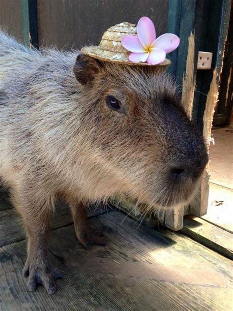 Capybara With Hat👒🌸 In 2022 Capybara Pretty Animals Cute Animals