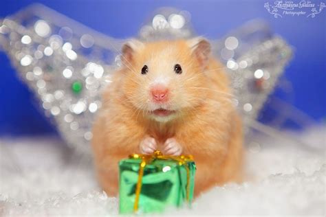 27 Cutest Hamster Pictures Ever Seen On The Internet