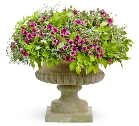 Crowning Achievement Container Flowers Proven Winners Flowers Plant