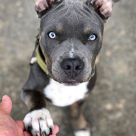 16 Pictures That Prove Pit Bull Are Perfect Weirdos Page 2 Of 6 Pettime