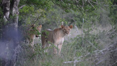 Suspected Poacher Mauled To Death Eaten By Lions In South Africa