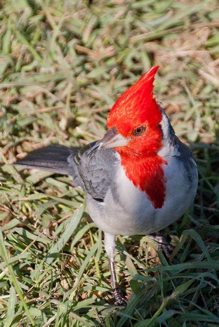 Brazilian Cardinal Pretty Birds Birds Vermilion Bird