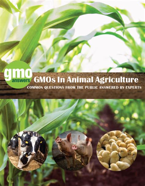 Genetic Engineering And Animal Feed Gmo Answers