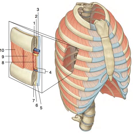 Thoracic Wall Identification 2 Diagram Quizlet