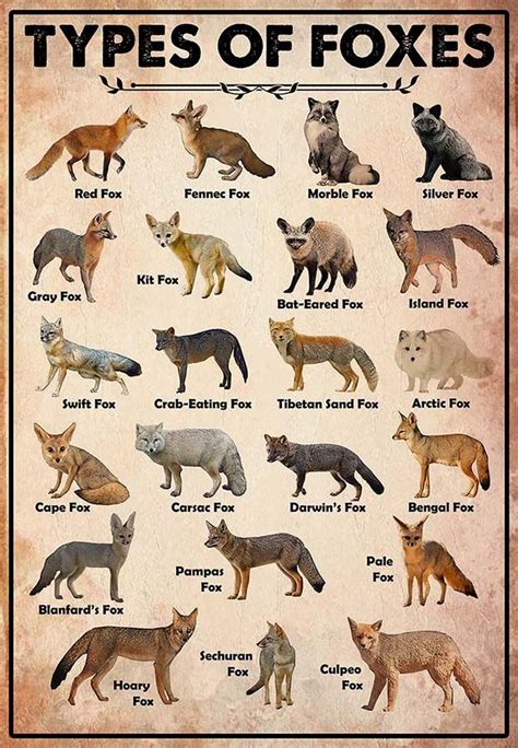 Types Of Foxes Mh2709 Animal Facts Cute Funny Animals Animals And Pets