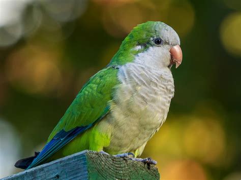 How Long Do Quaker Parrots Live Quaker Parrot Lifespan Birdfact