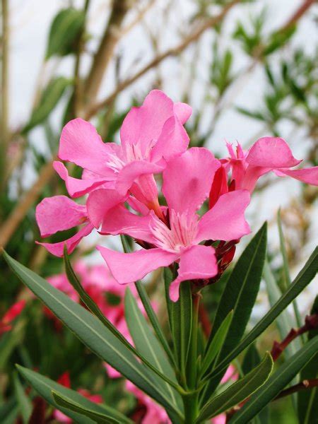 Pink Oleander Free Stock Photos Rgbstock Free Stock Images Lusi