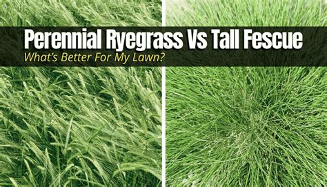 Perennial Ryegrass Vs Tall Fescue Whats Better For My Lawn The Backyard Pros