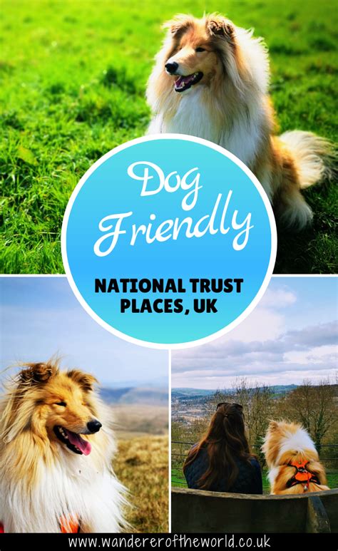 National Trust Dog Friendly Places Listed By County