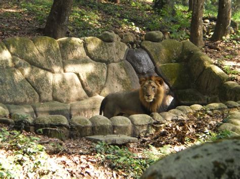 Redwine Malayalam Thiruvananthapuram Zoo Kerala Tourism