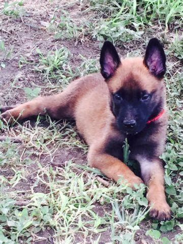 Peoples choice labs | austin, texas. BELGIAN MALINOIS AKC, DNA CERTIFIED PUPPIES FOR SALE 4 ...