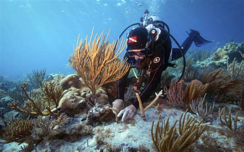 A New Way Of Protecting Coral Reefs World Economic Forum