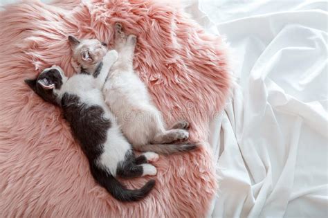 Couple Little Happy Kittens In Love Sleep Together Hug On Pink Fluffy