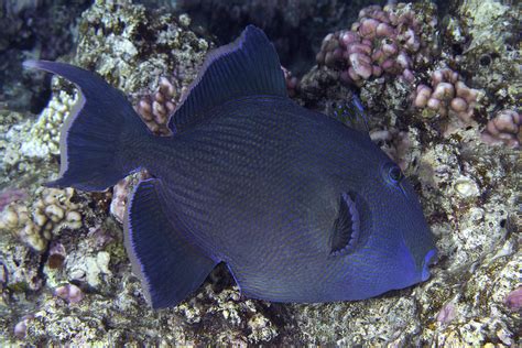 Blue Triggerfish Pseudobalistes Fuscus En Blue Trigger Flickr
