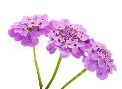 Purple Flowers On A White Background Stock Photo Colourbox