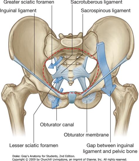 Raises also necessary for bone deposition because w/o its effects on the kidneys and small intestine, blood. The lower extremity at BryanLGH College of Health Sciences ...