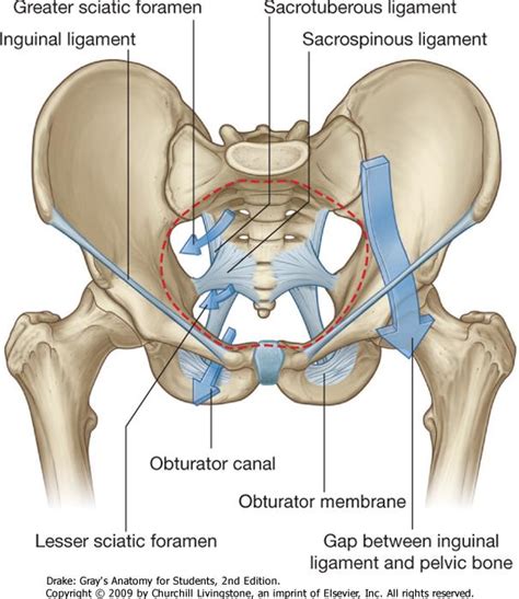 The nervous system of the abdomen, lower back, and pelvis contains many important nerve conduits that service this region of the body as well as the lower limbs. The lower extremity at BryanLGH College of Health Sciences ...