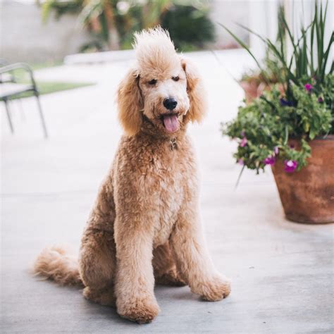 Their talents extend much further. The gallery for --> Goldendoodle Teddy Bear Cut
