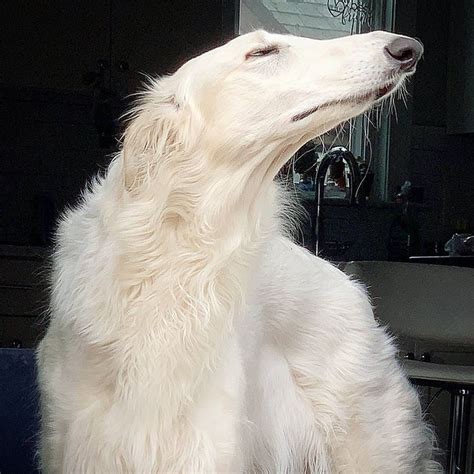 Internet Adores This Very Long Dog With Even Longer 122 Inch Snout 30