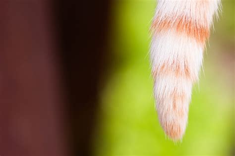 Tail Injuries In Cats Pawversity