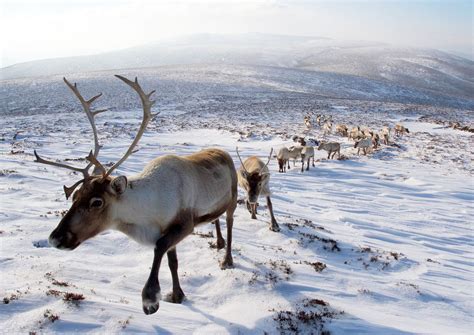 Theres Only 1 Free Ranging Herd Of Reindeer In The Uk And They Are
