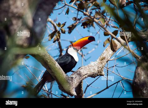 Toco Toucan Ramphastos Toco In A Tree The Toco Toucan Is The Largest