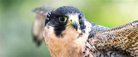 Peregrine Falcon Recovery Project | Audubon Vermont