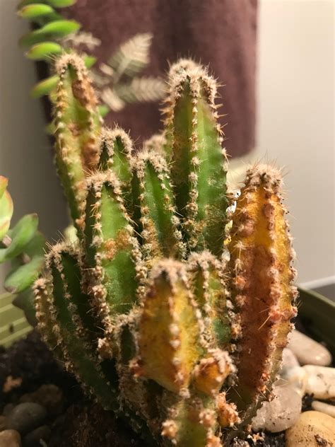 What's going on with my Fairy Castle Cactus? Almost looks like it's ...