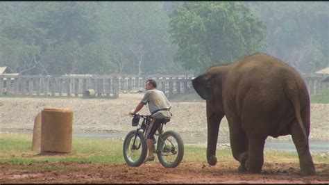 Elephant Follow A Man Who Appears In The Evening With Bicycle