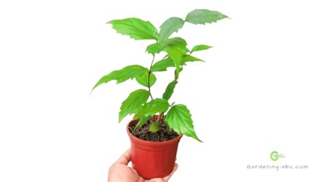 हरसिंगार या पारिजात का पौधा घर पर कैसे उगाएं How To Grow Night Jasmin