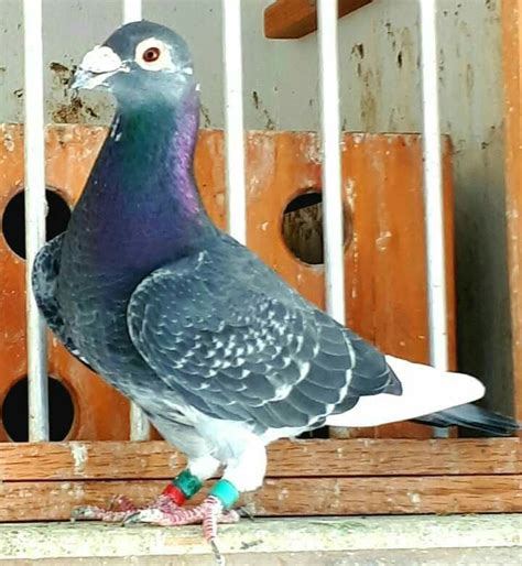 Best Racing Pigeon 2020 Pet Pigeon Pigeon Pictures Pigeon Breeds