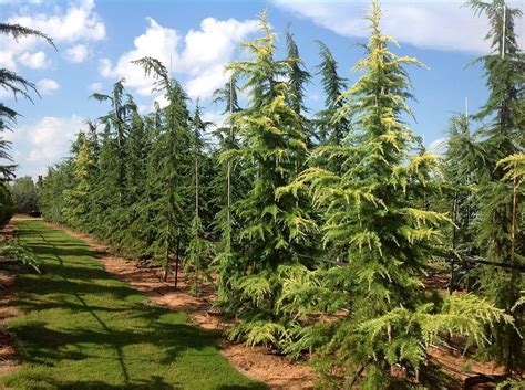 Peach—there are no satisfactory dwarfing rootstocks for peach at present; A row of deodars at the Scapes, inc. tree farm in mustang ...