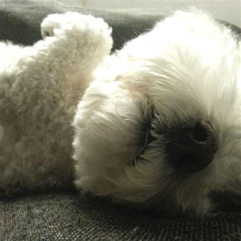 Cute Animals Puppies Instagram Posts Dogs Bichons Nikki Bichon