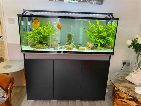 My Fancy Goldfish Tank Is Looking Great Aquariums