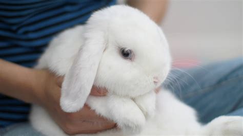 The Cutest Bunny Ever Youtube