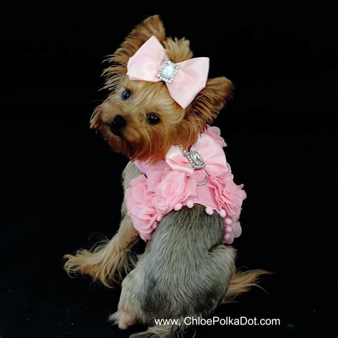 Yorkie In Pink Dog Pictures Cute Dogs Image Search Dog Lovers