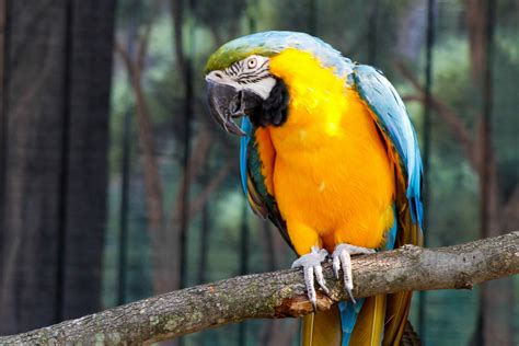 Blue and gold macaws get their common name from their two most prominent feather colors. Blue and Yellow Macaw - Potawatomi Zoo
