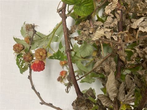 Raspberry Decline Plantdoc