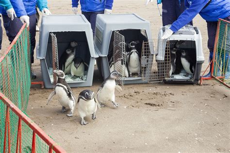 Devolvieron Al Mar A 15 Pingüinos Entre Ellos Uno Que Fue Víctima Del Mascotismo Infobae