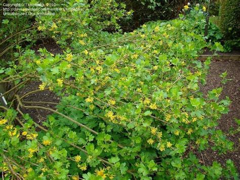 Plantfiles Pictures Clove Currant Buffalo Currant Yellow Flowered