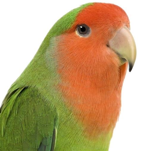 Do Orange Parrots Make Good Pets Quora