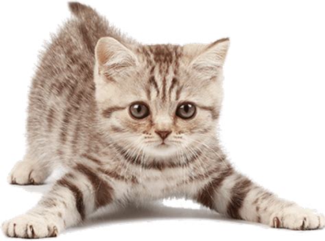 Kitten Png Images Transparent Free Download Pngmart Part 3