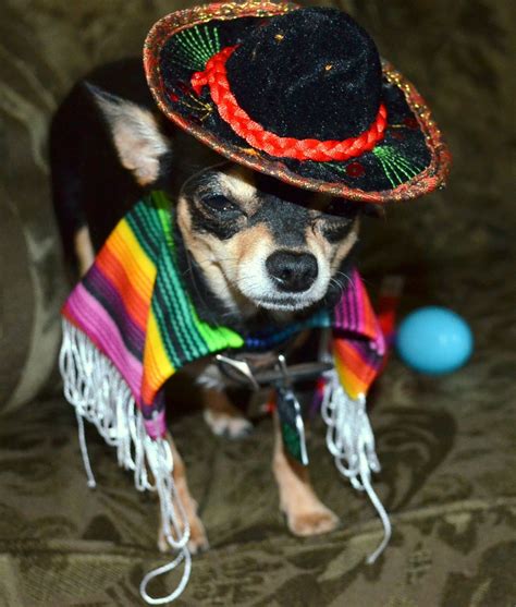 Cinco De Mayo 2012 Chihuahua Costumes Cute Chihuahua Dog Halloween